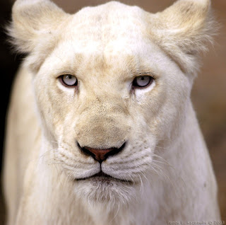 White Female lion
